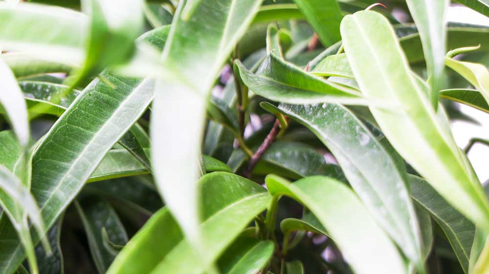 Best Large Plants in Toronto - Chive Plant Studio