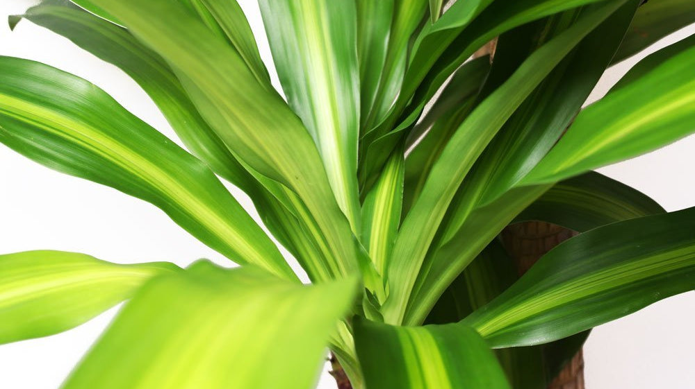 Best Tall Plants Toronto - Chive Plant Studio