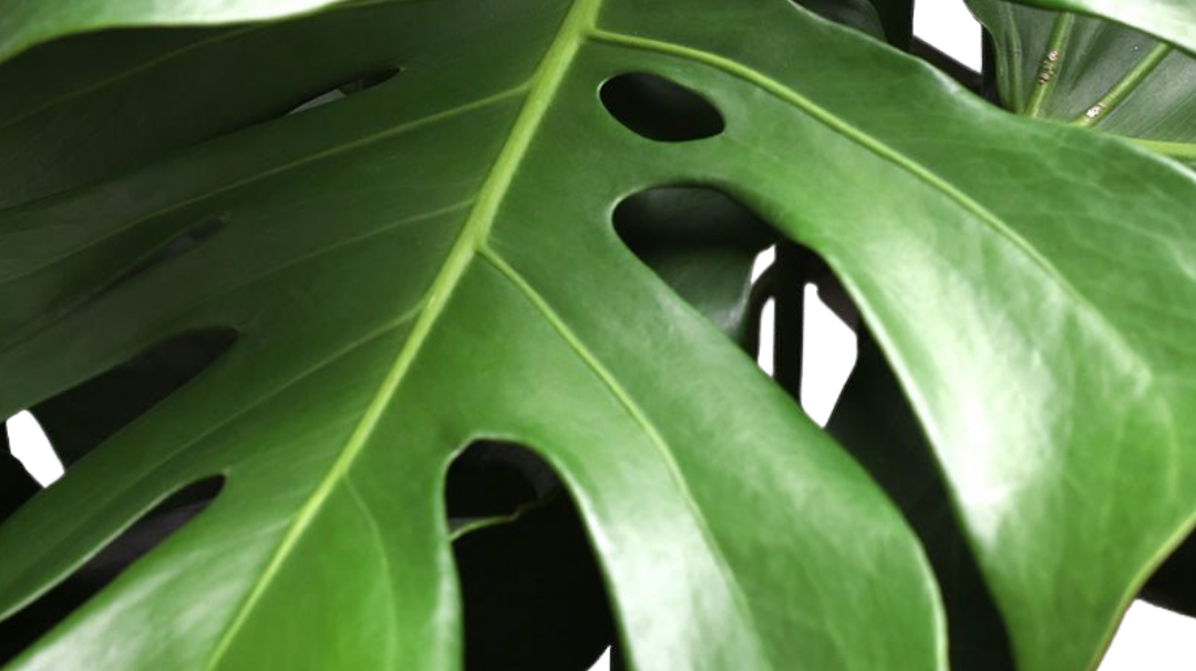 Best Office Plant Shop Toronto: Transform Your Workspace with Professional Greenery Solutions