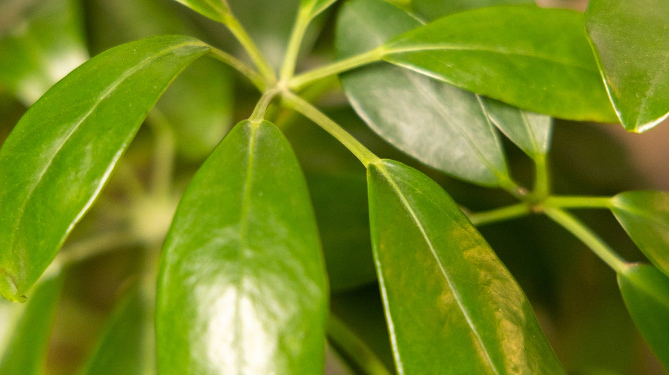 The Botanical Circus: A Guide to Large Plant Care