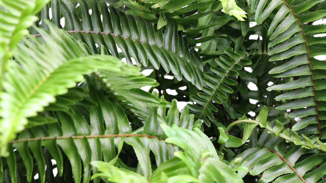 Large Indoor Plants for Beginners