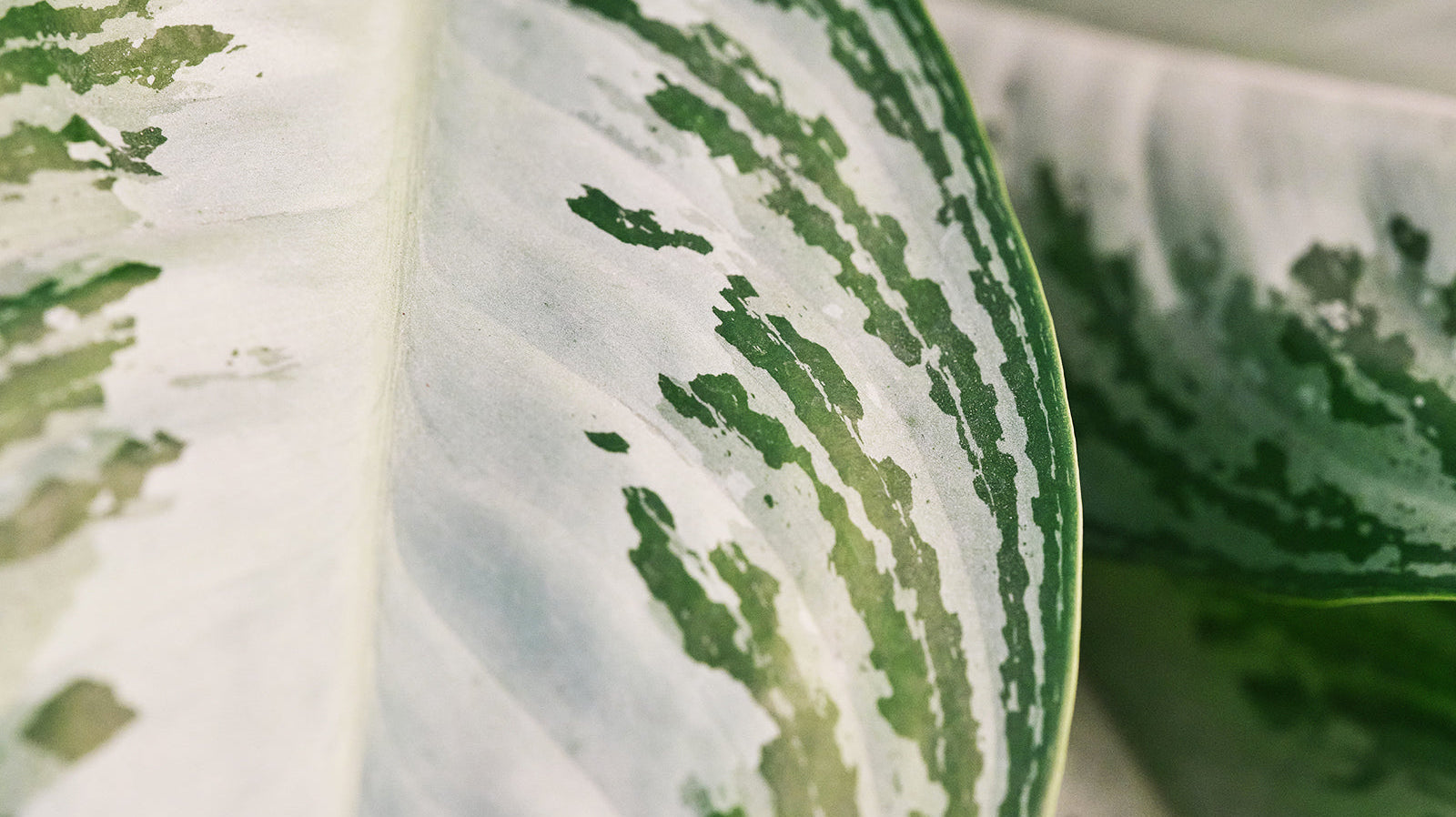Aglaonema - Chive Plant Studio