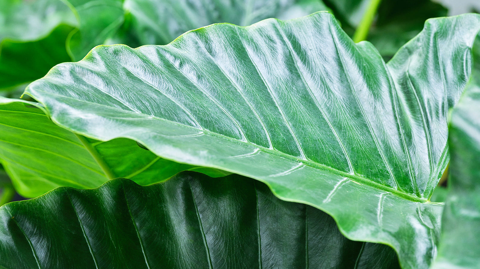 Alocasia - Chive Plant Studio