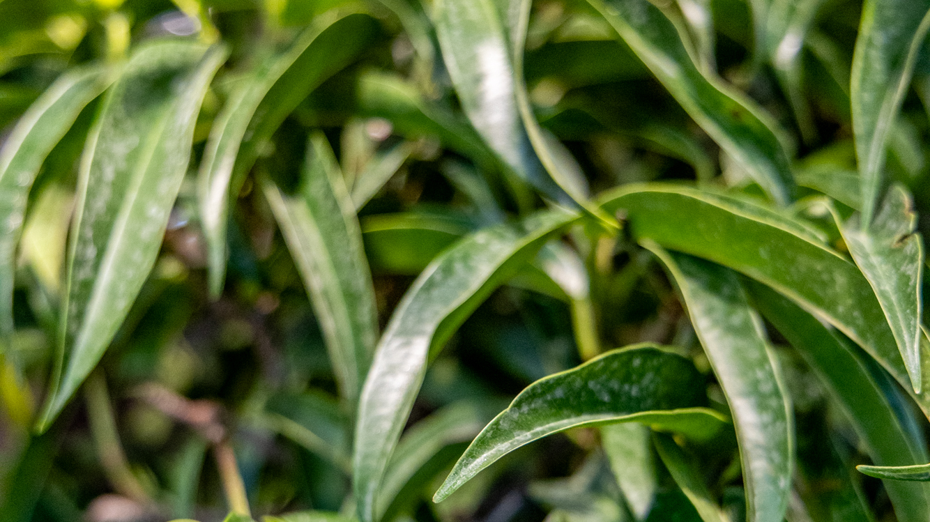 Large Plants That Thrive in Low Light