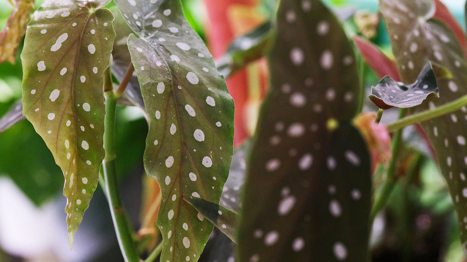 Begonia - Chive Plant Studio