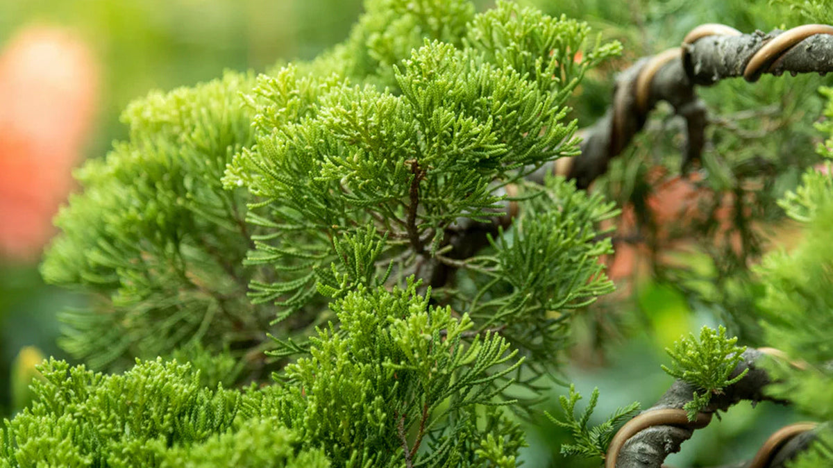 Bonsai - Chive Plant Studio