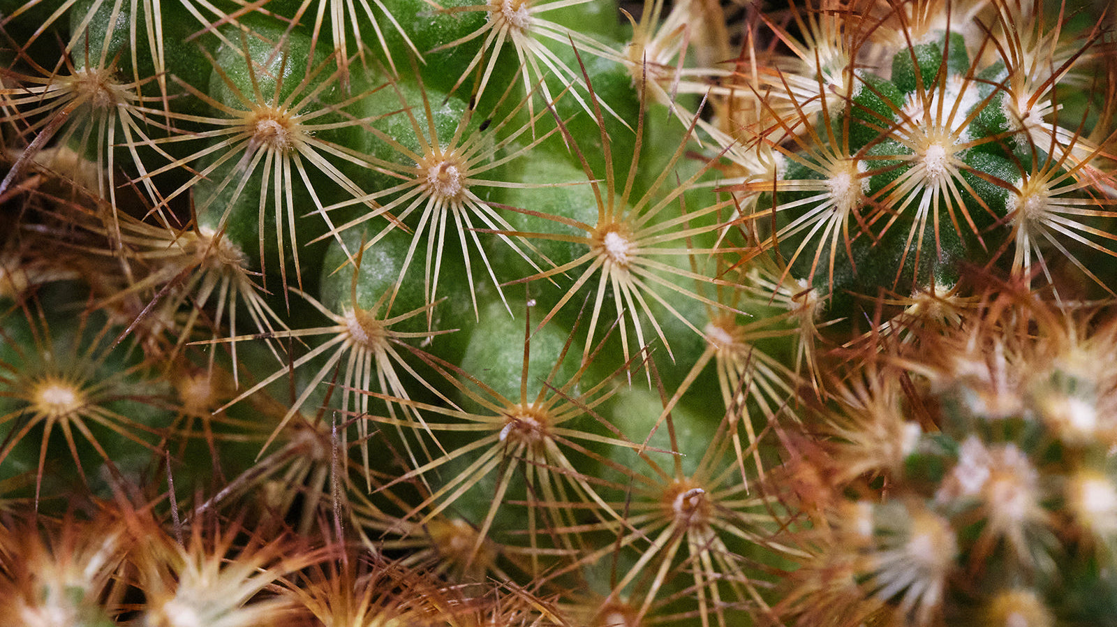 Cactus - Chive Plant Studio
