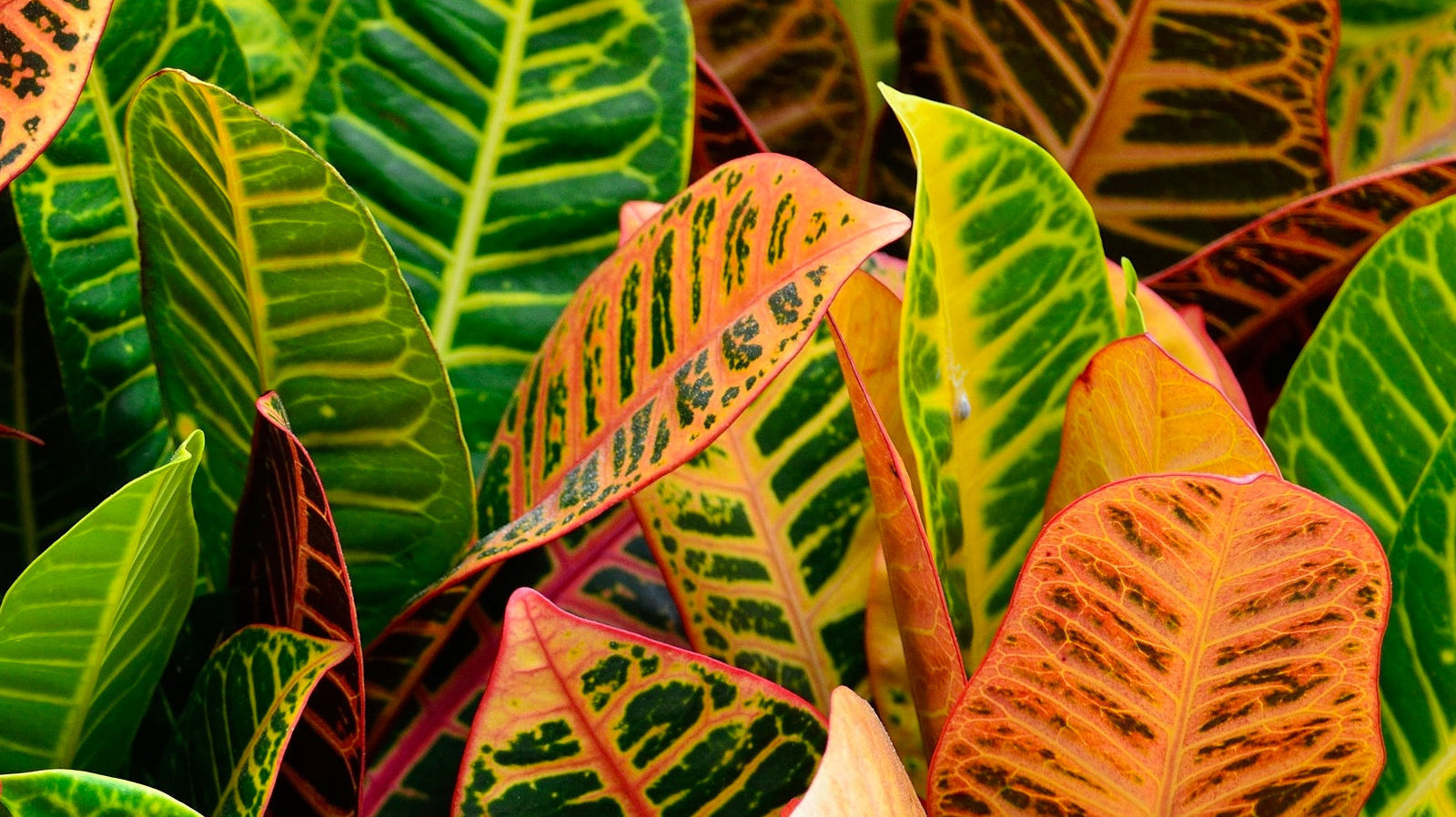 Croton - Chive Plant Studio