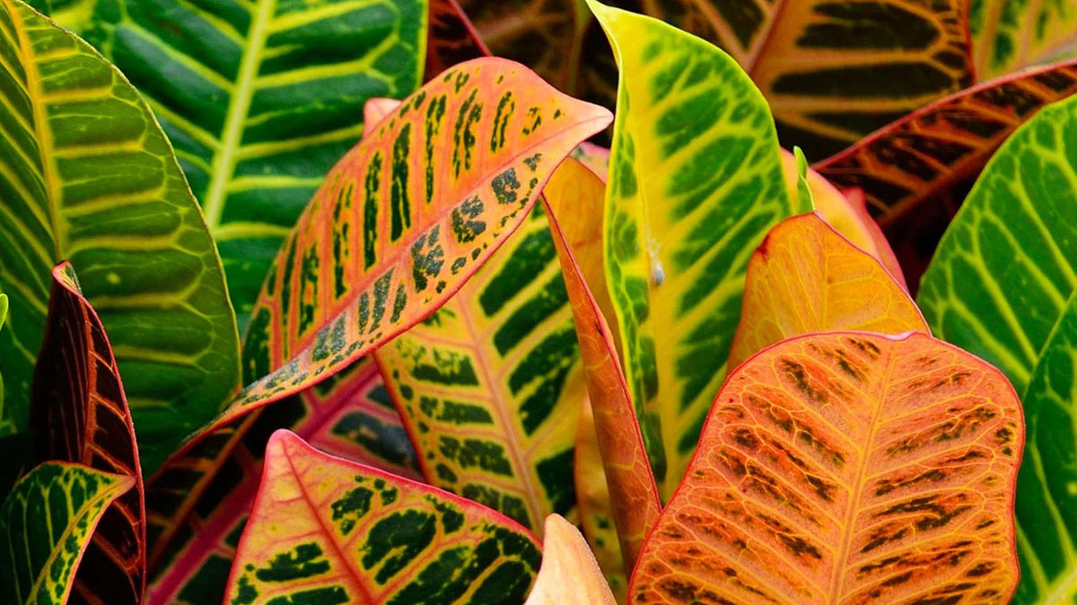 Croton Plant Care: Light, Water, Leaf Drop and Varieties - Chive Studio