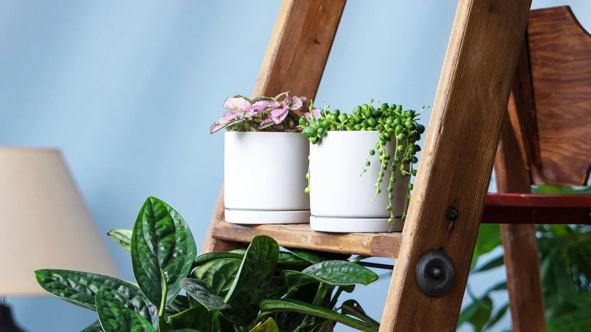 Plants for Beginners: A Foolproof Guide to Starting Your Plant Journey