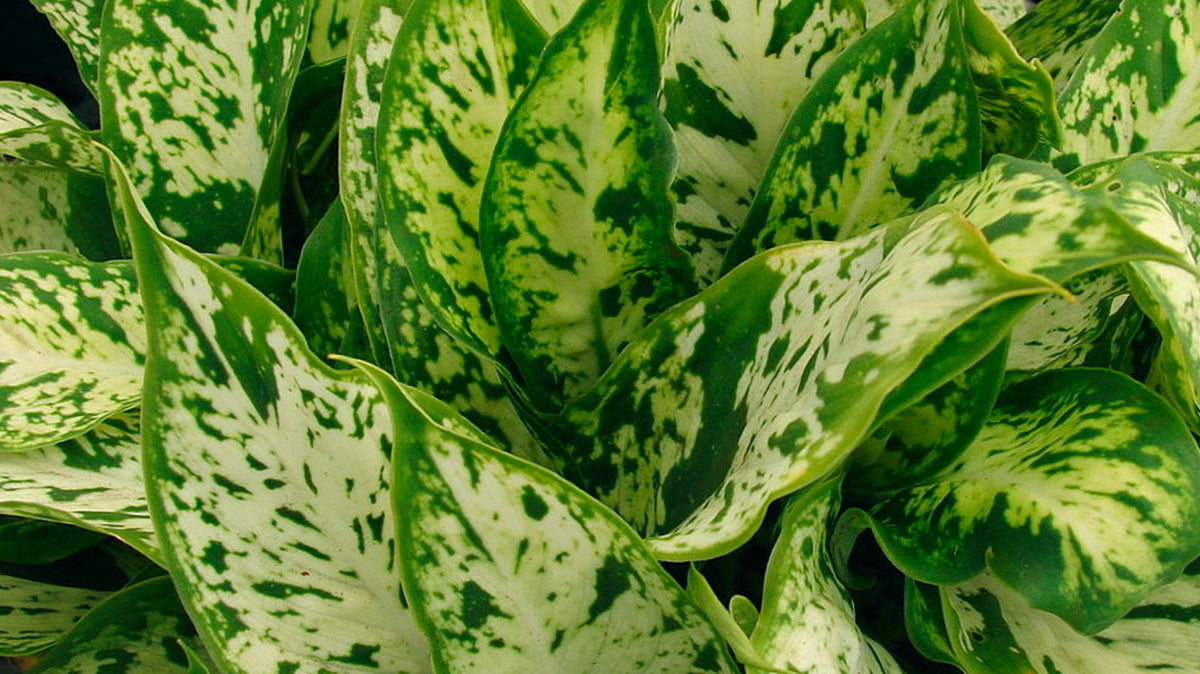 Dieffenbachia - Chive Plant Studio