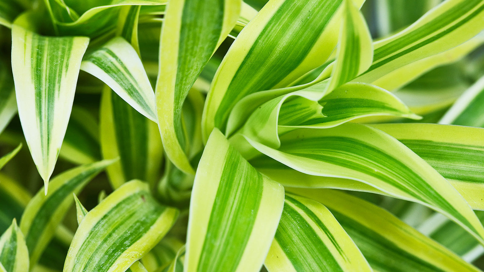 Dracaena - Chive Plant Studio