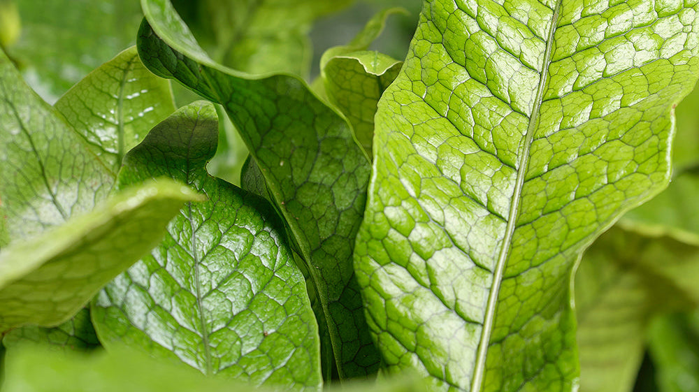Fern - Chive Plant Studio