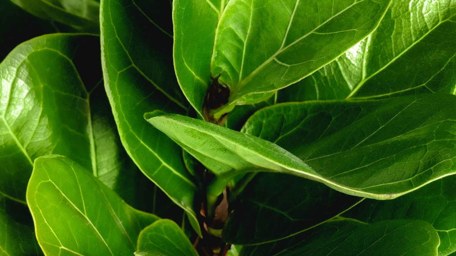 Ficus - Chive Plant Studio