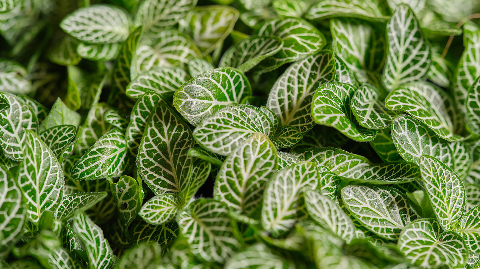 Fittonia - Chive Plant Studio