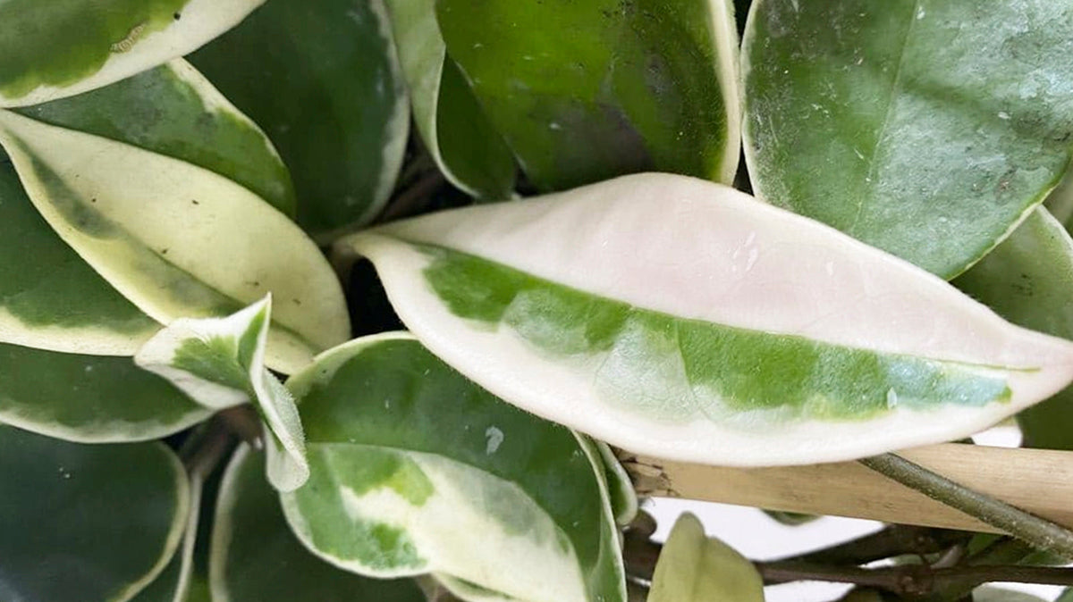 Hoya - Chive Plant Studio