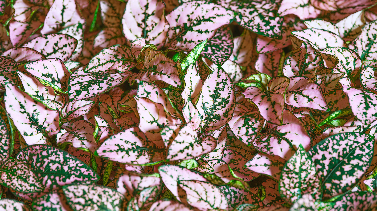 Hypoestes - Chive Plant Studio