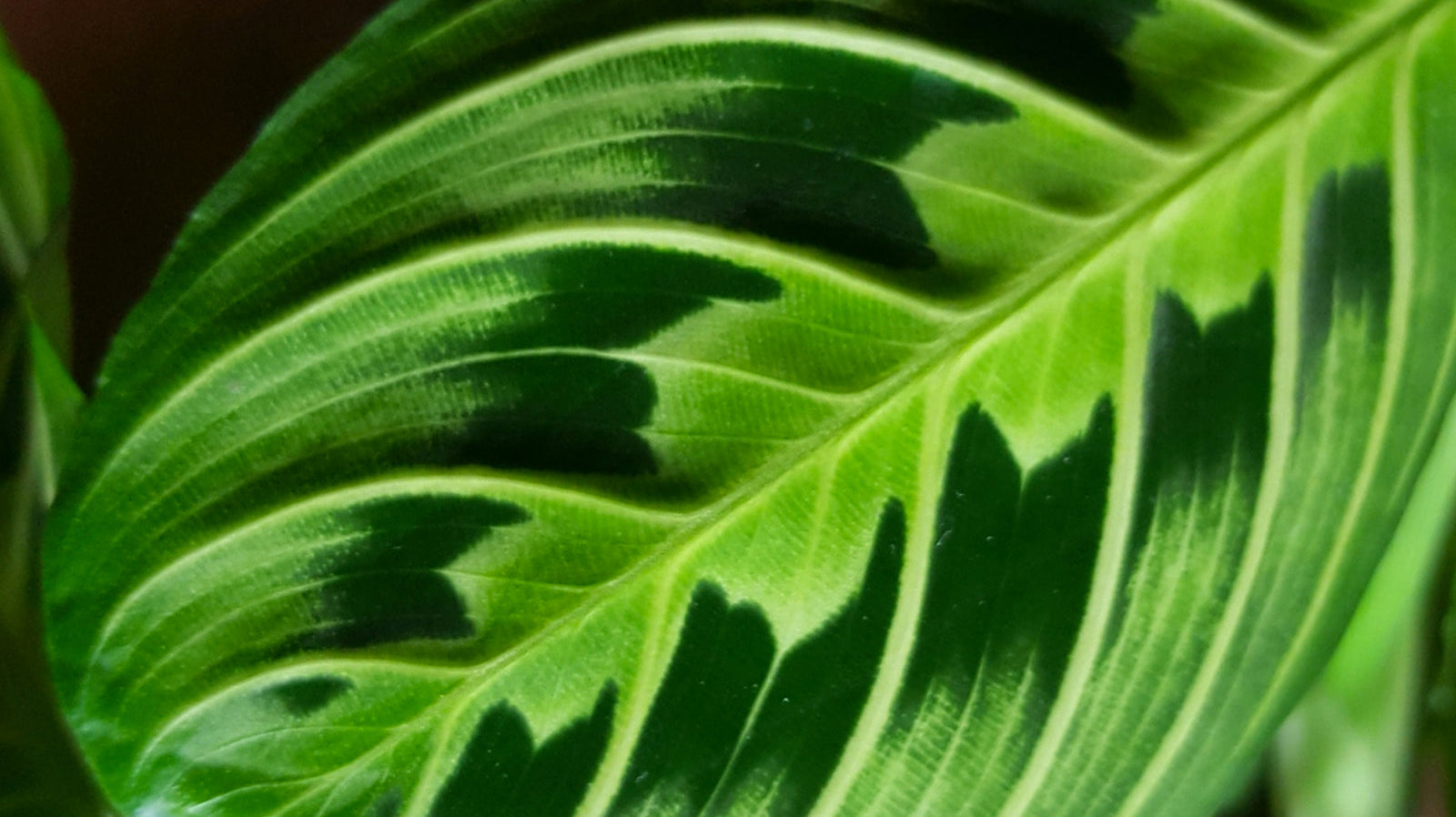 Maranta - Chive Plant Studio