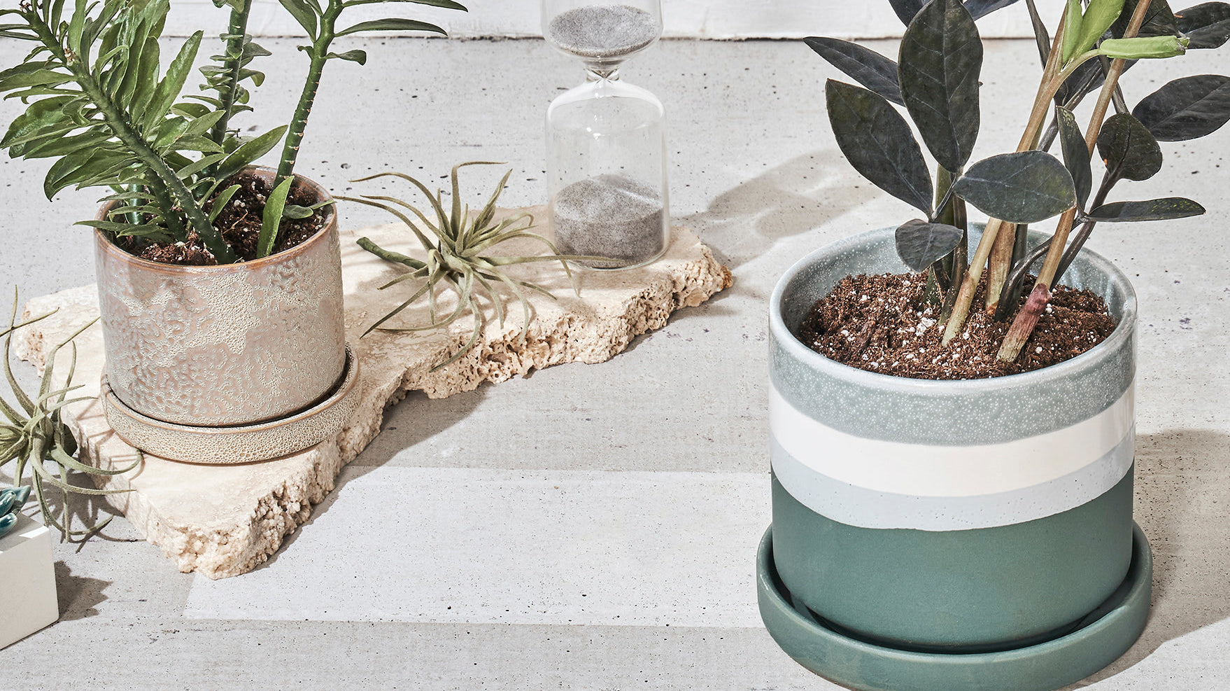 Plants for Small Spaces: Toronto's Guide to Compact Greenery for Condos & Apartments