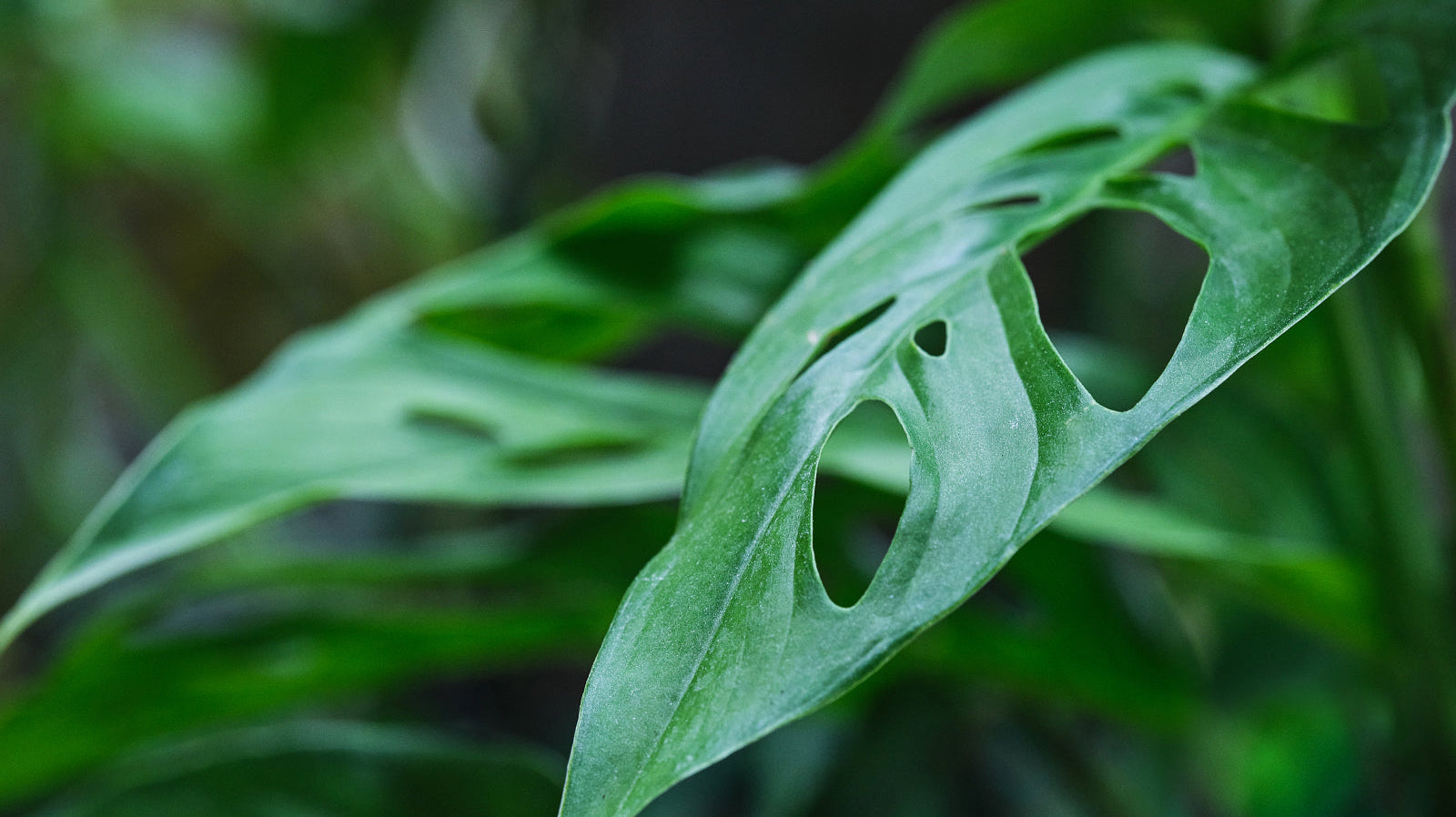 Monstera - Chive Plant Studio