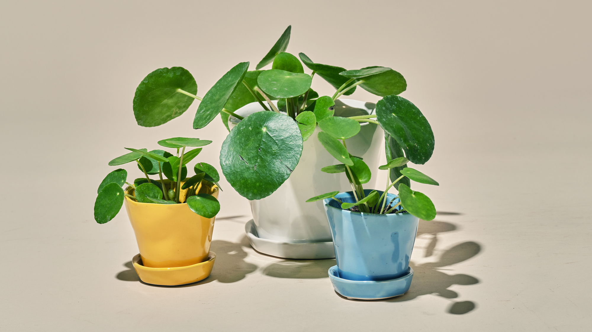 Ceramic Plant Pots