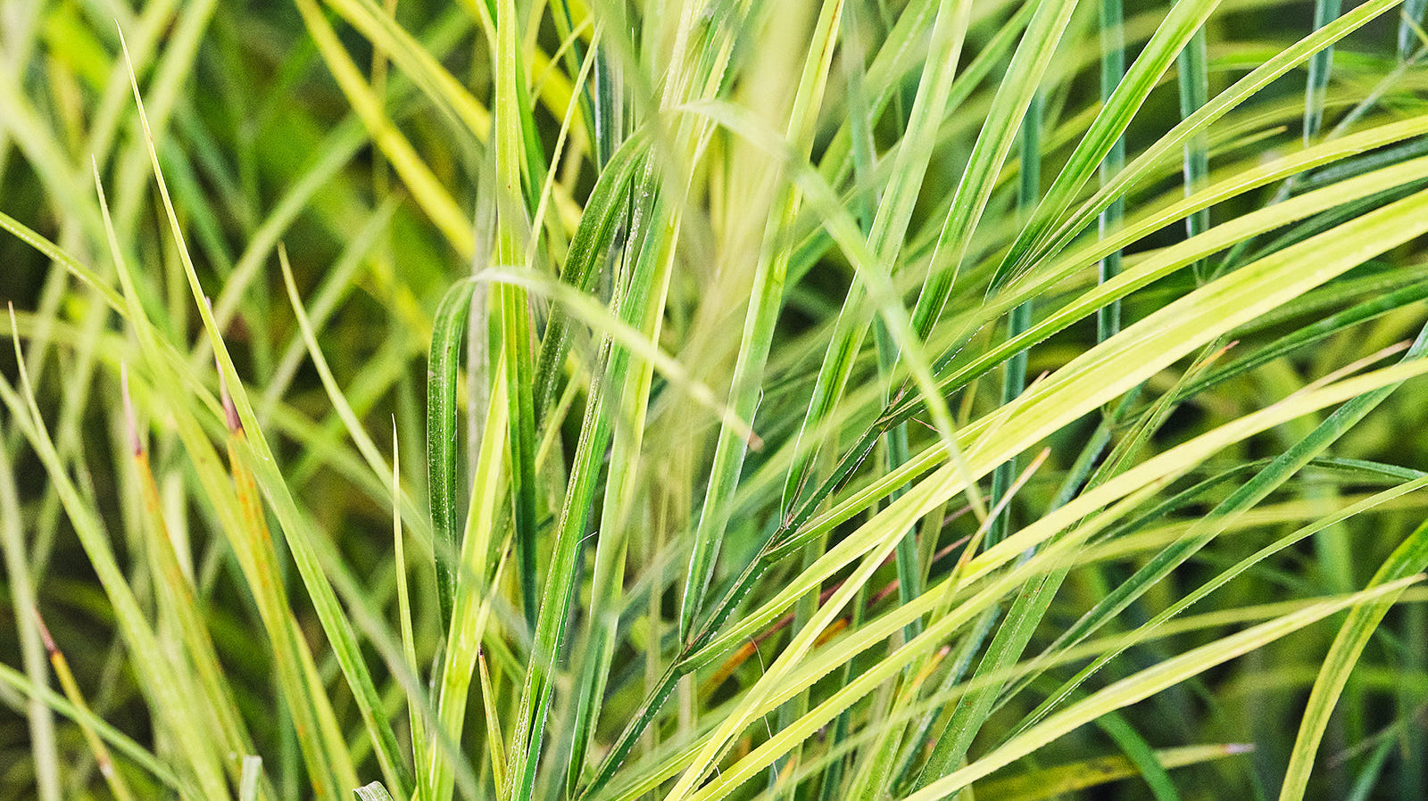 Palm - Chive Plant Studio