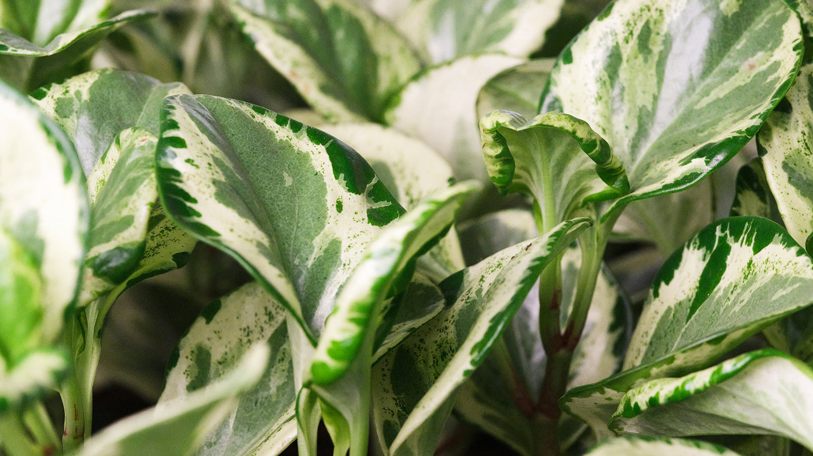 Peperomia - Chive Plant Studio