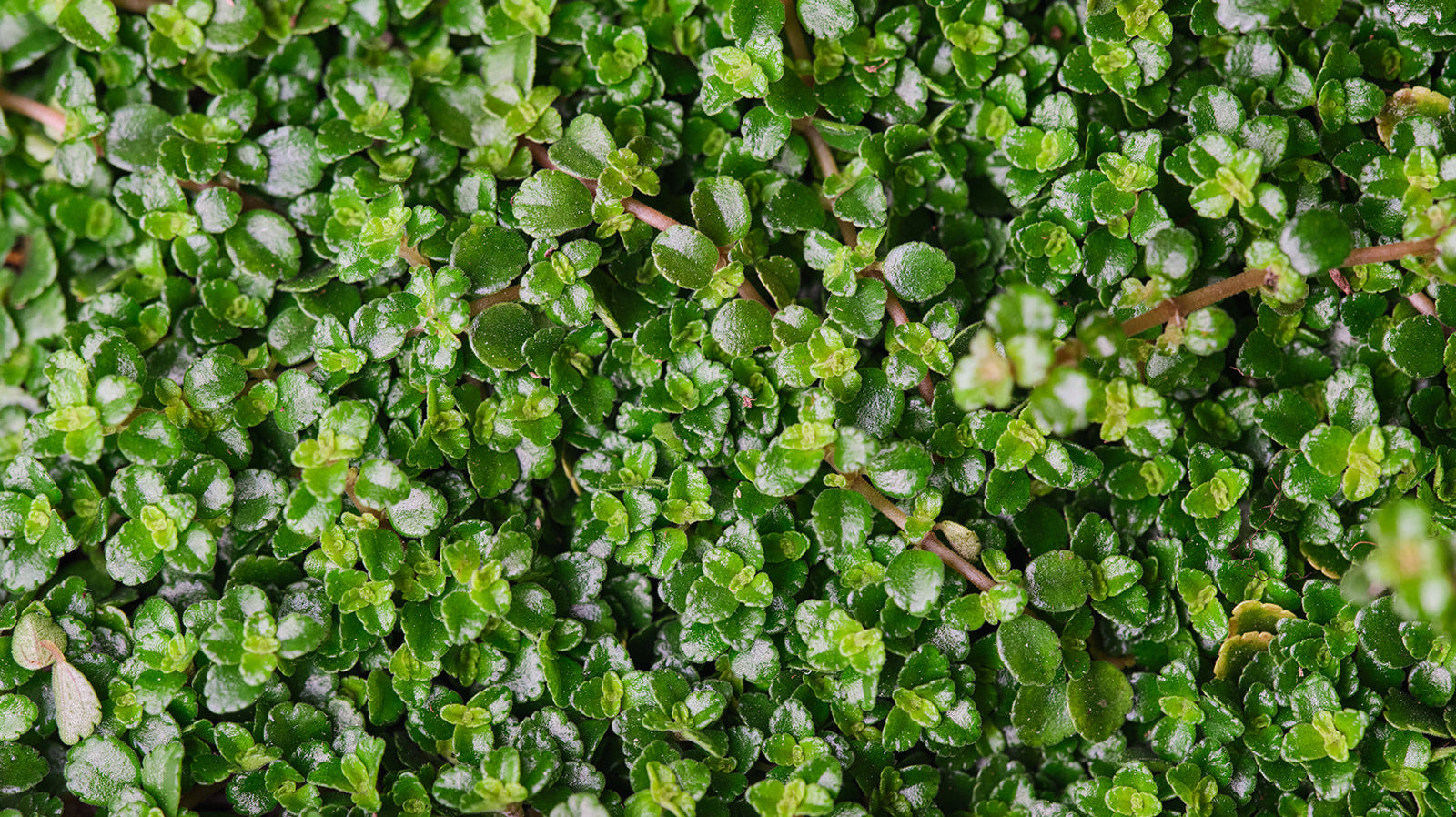 Pilea - Chive Plant Studio