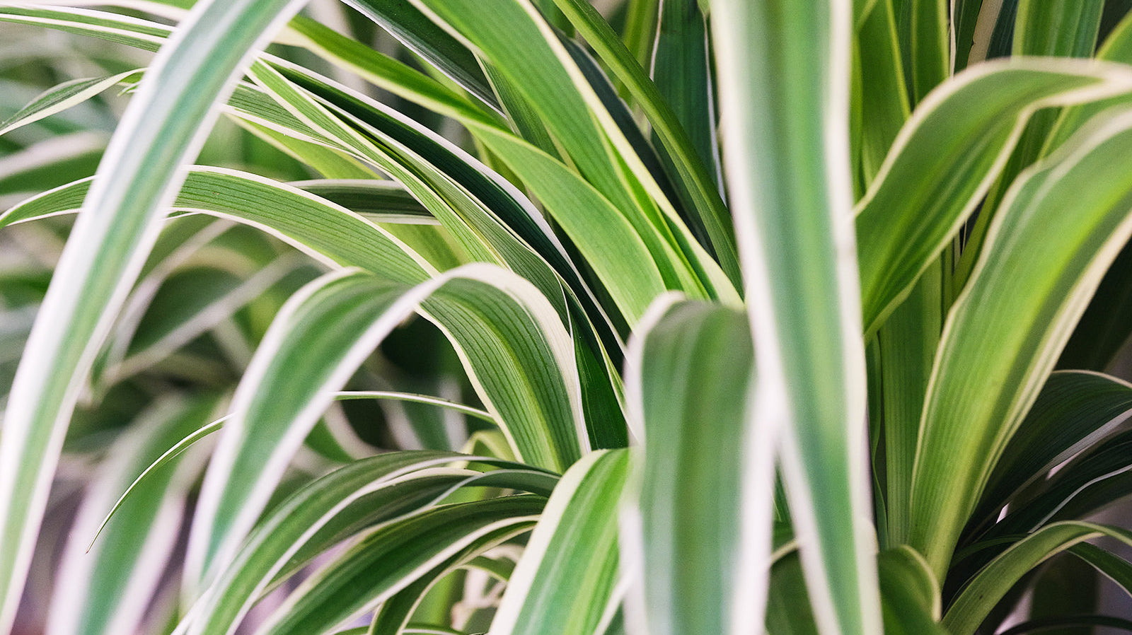 Spider Plant - Chive Plant Studio