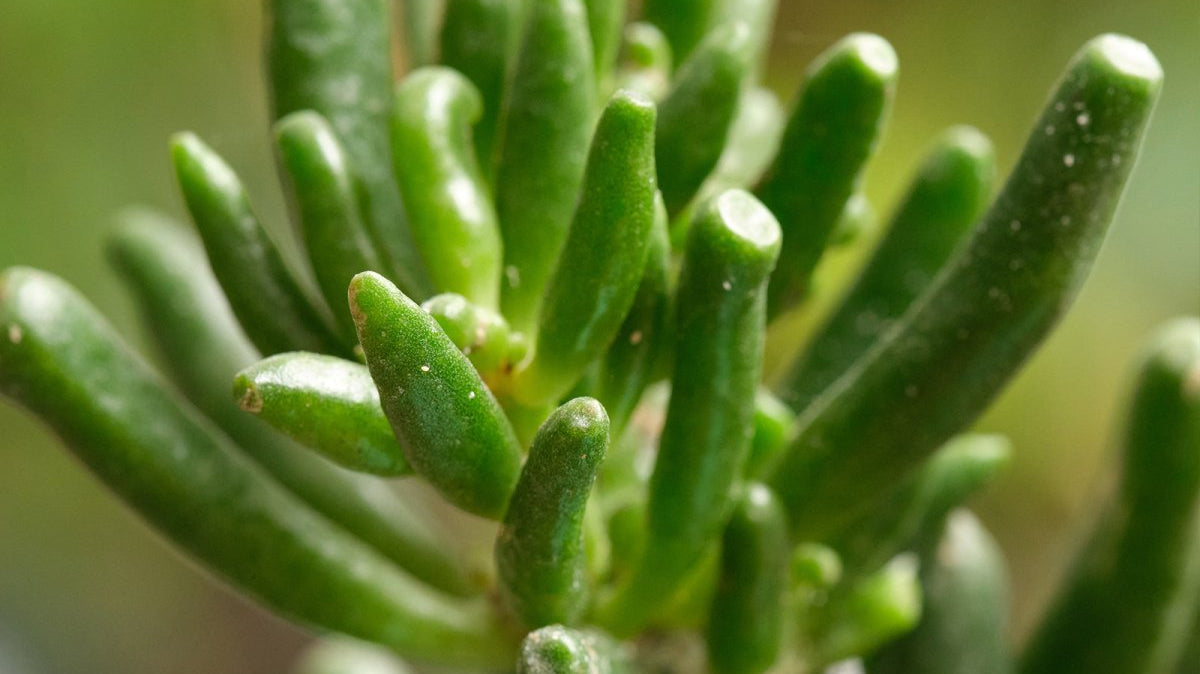 Succulent - Chive Plant Studio