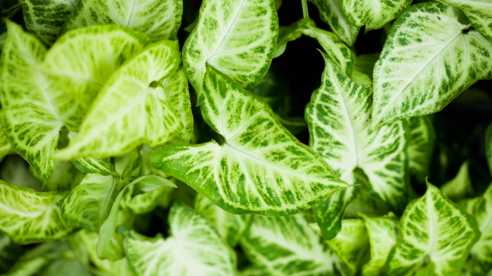 Syngonium - Chive Plant Studio