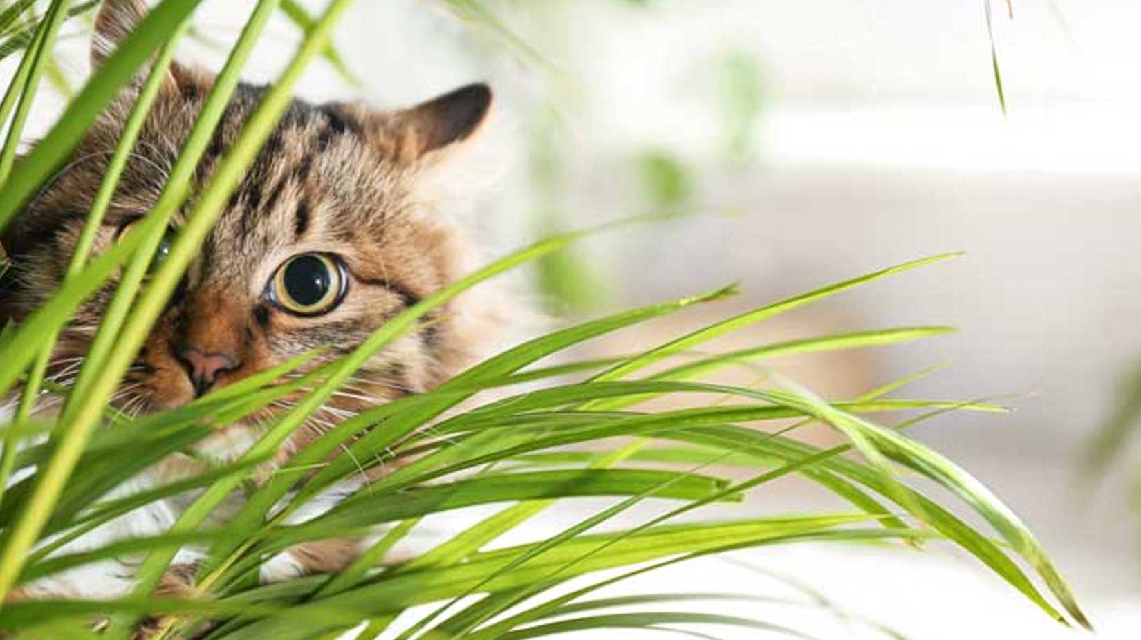 Best Pet Friendly House Plants Toronto Part 2 - Chive Plant Studio