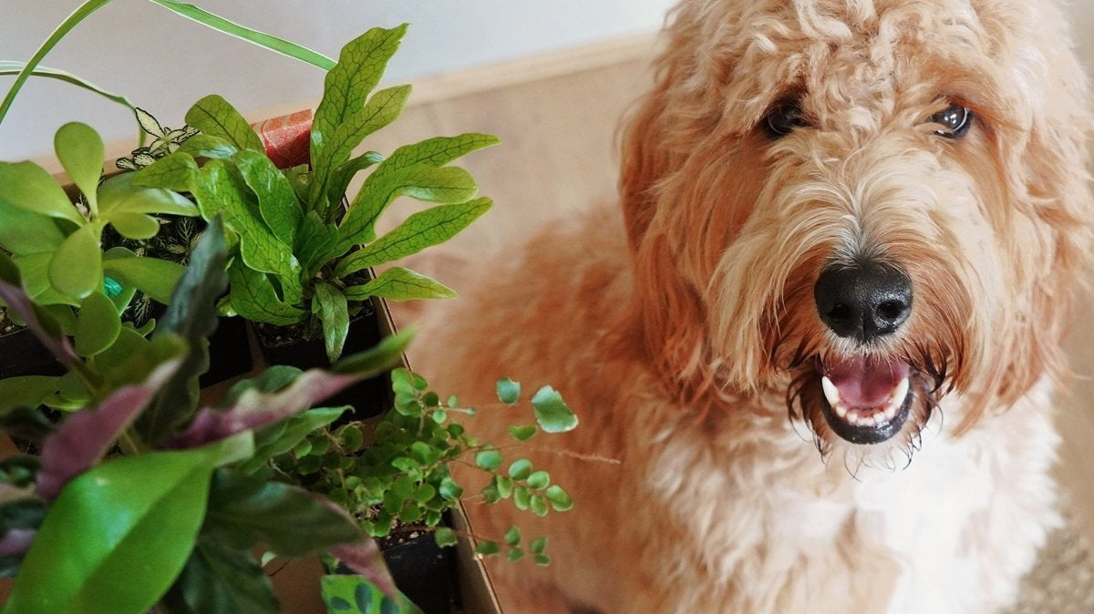 Best Pet Friendly House Plants Part 1 - Chive Plant Studio