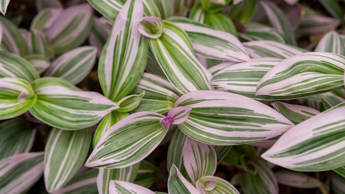 Tradescantia Care: Inch Plant Light, Water and Types - Chive Studio