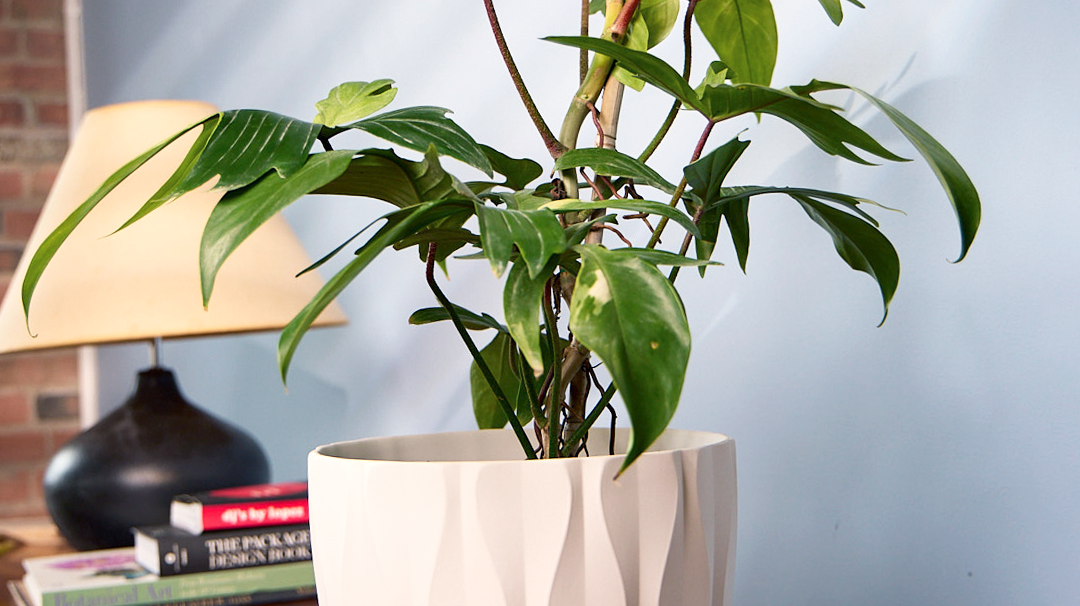 Best Plant Shop in Downtown Toronto