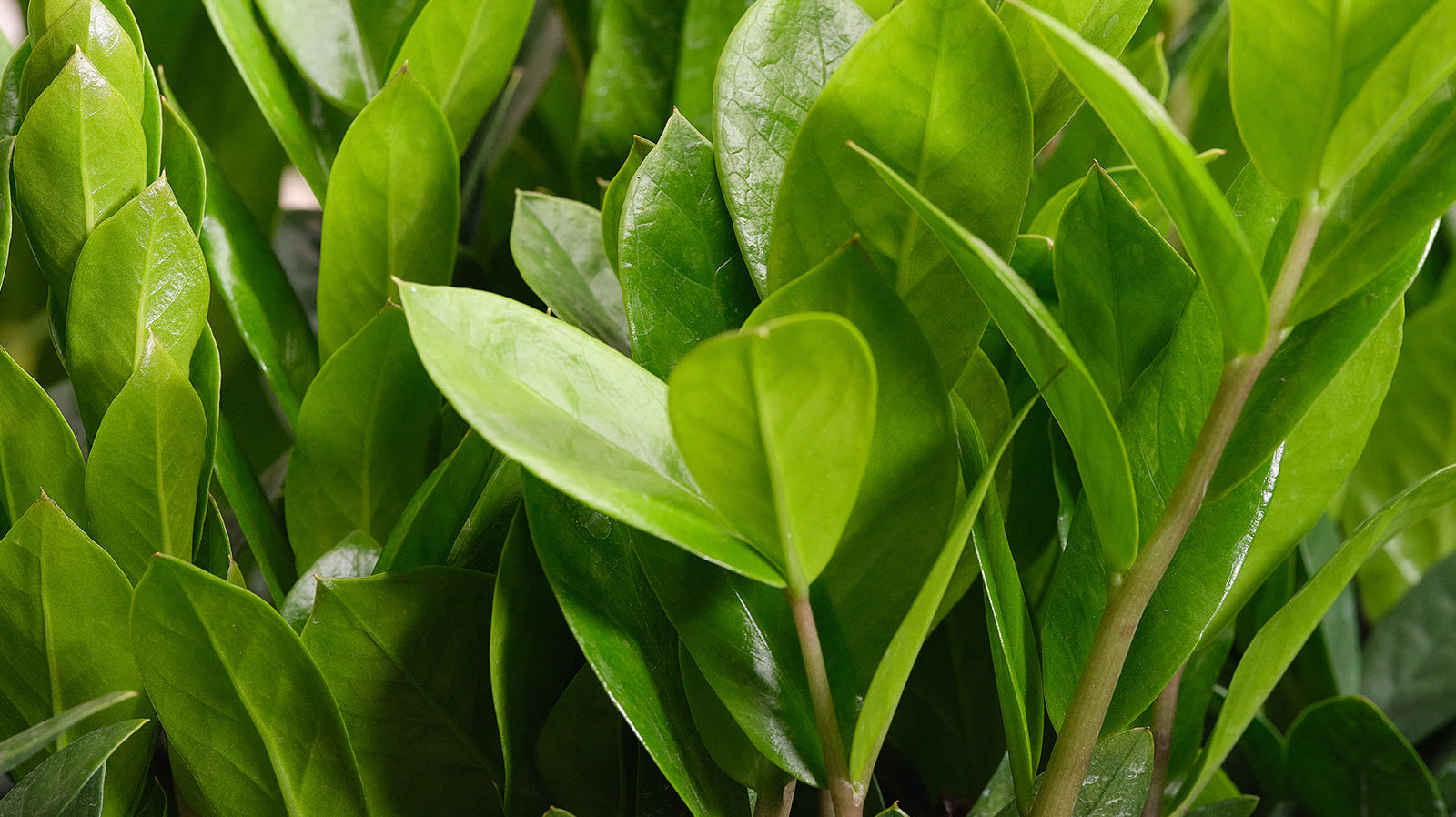 The Window Whisperer's Guide to Botanical Cohabitation