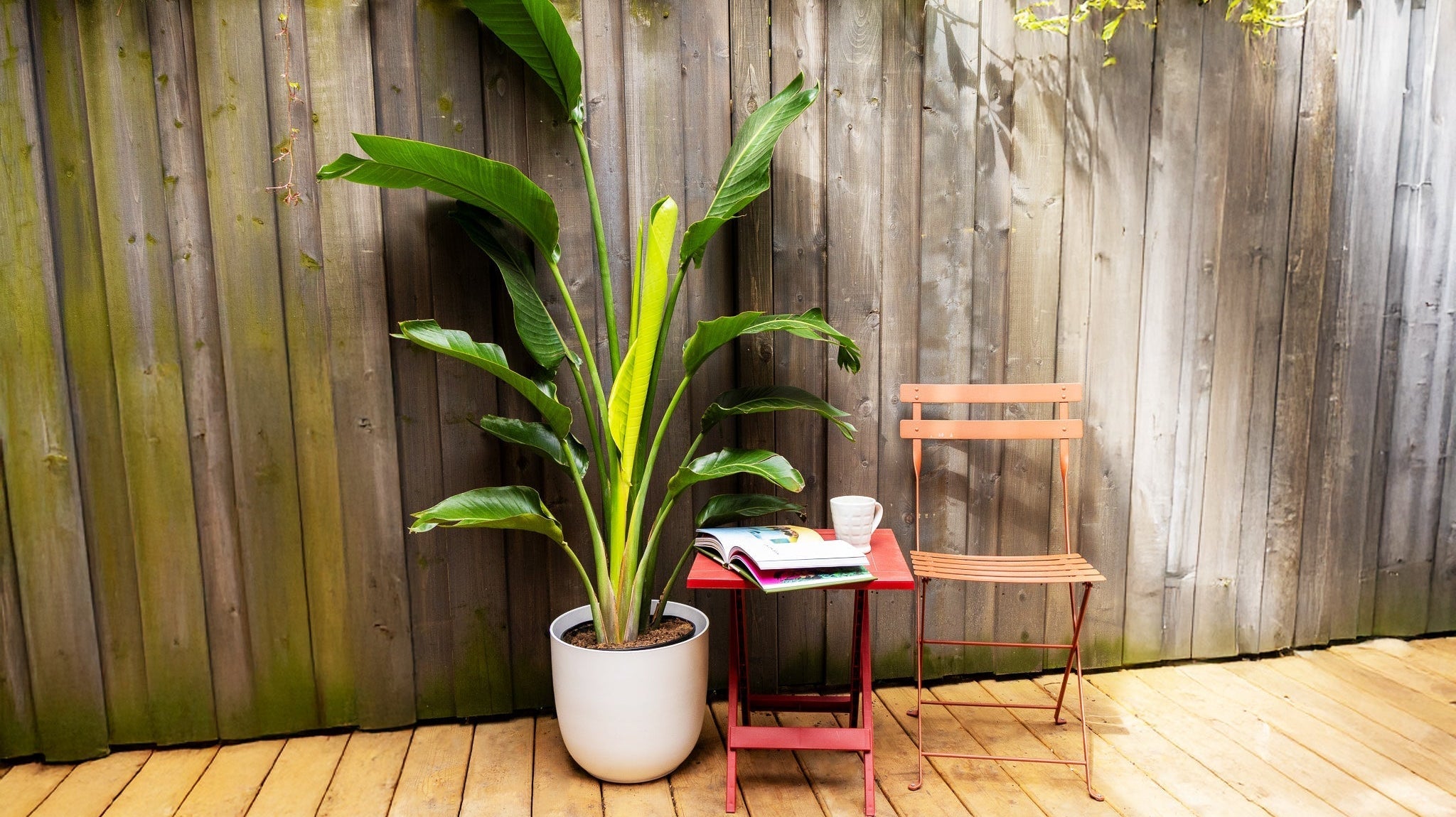 Bring the Tropics Home: Toronto's Hidden Oasis for Exotic Plant Lovers