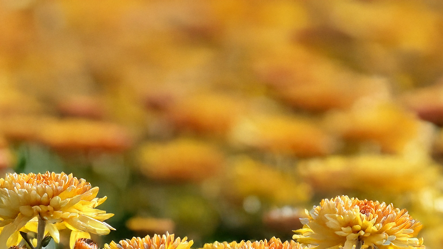 What is My Birth Flower: November