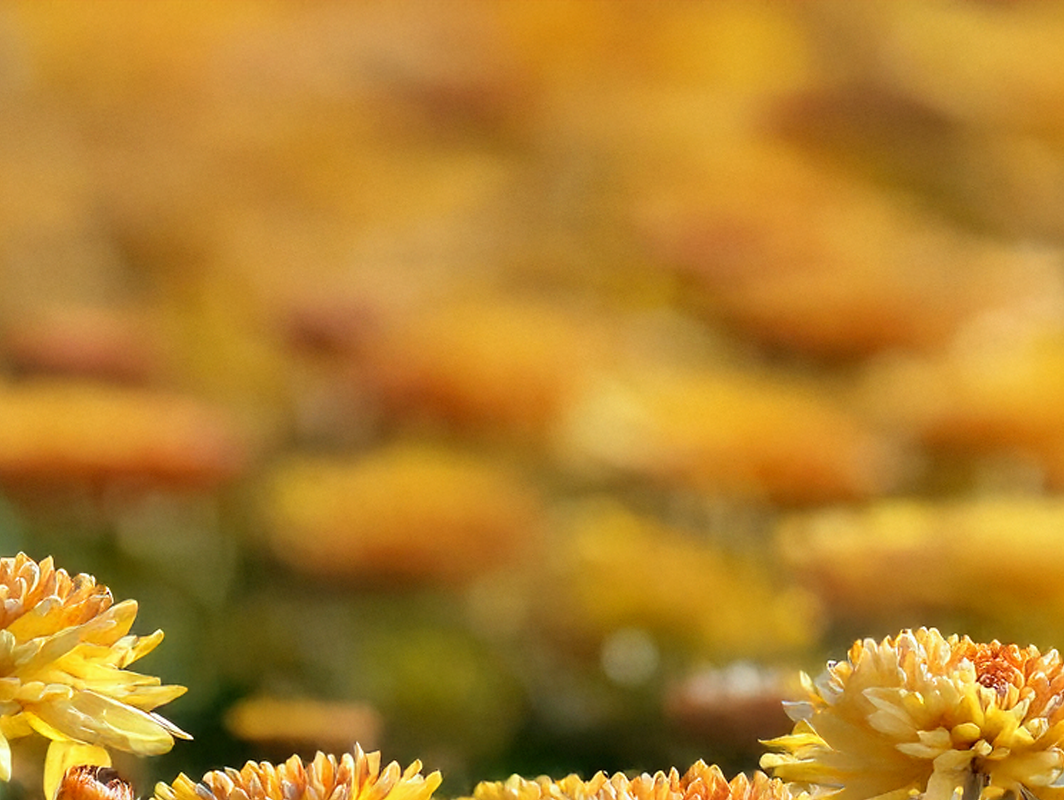 What is My Birth Flower: November