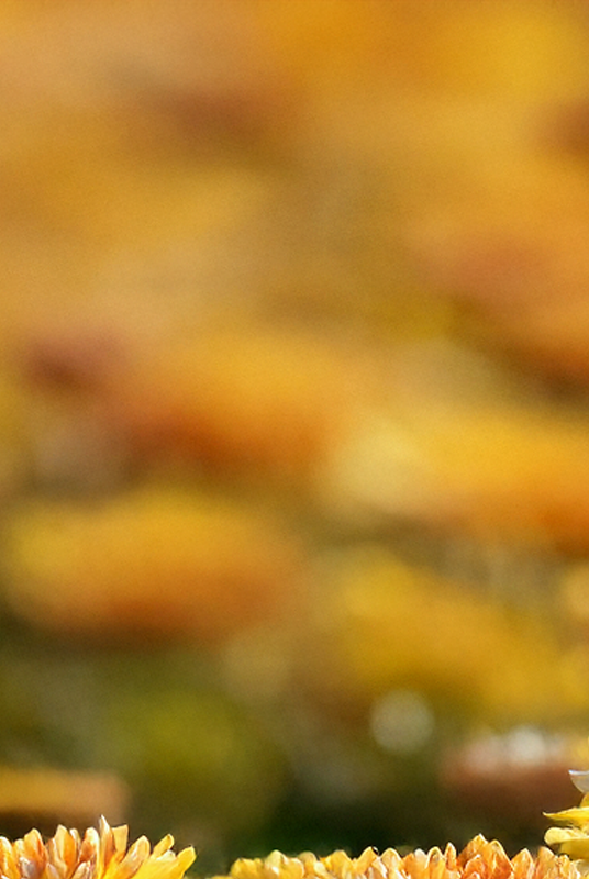 What is My Birth Flower: November