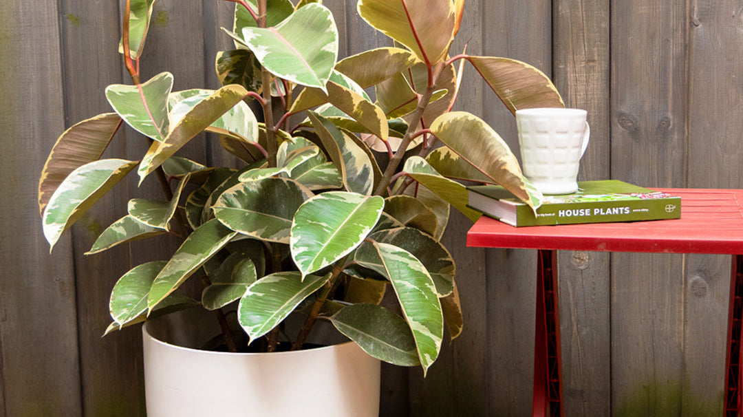 Best Large Indoor Plants Toronto