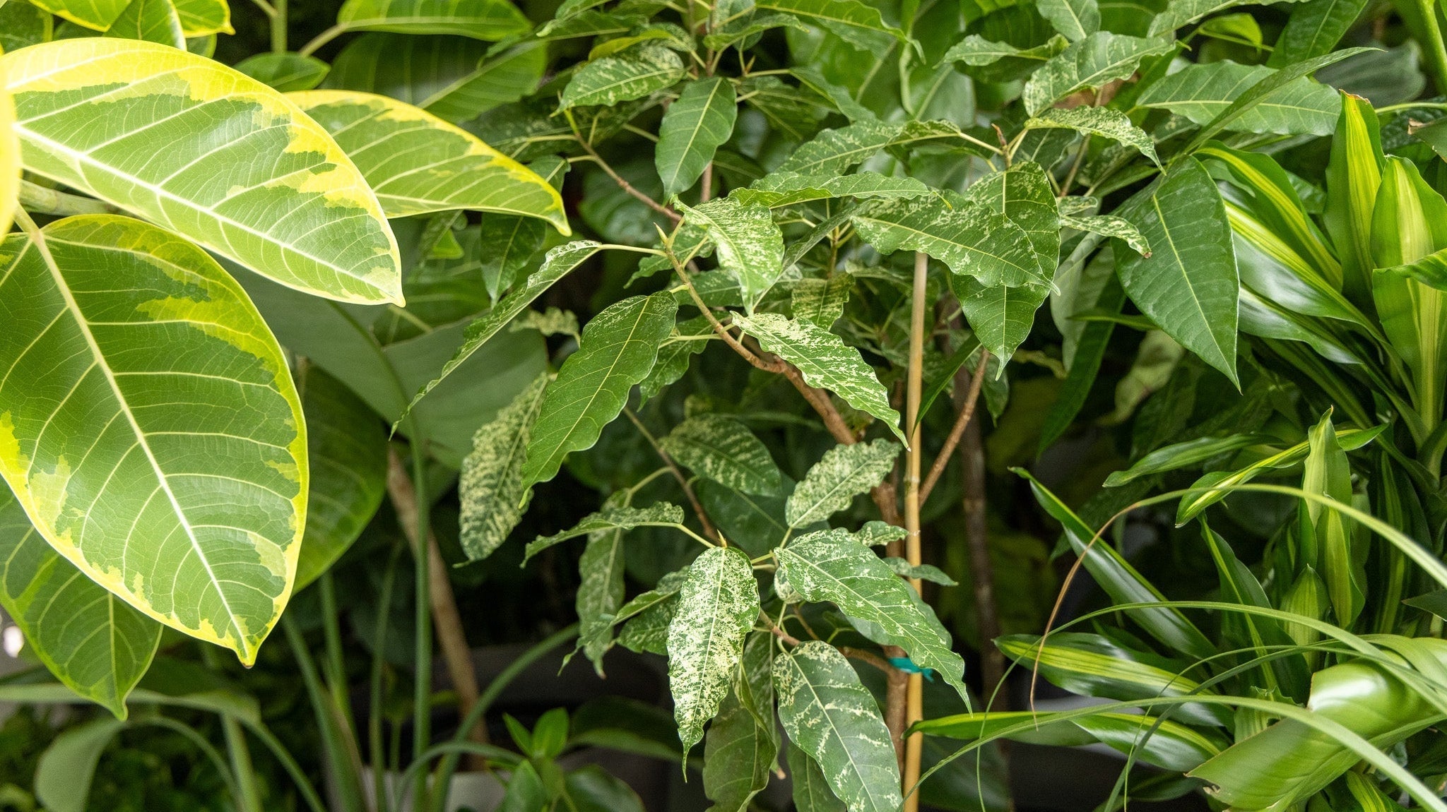 Plants That Like West Facing Windows