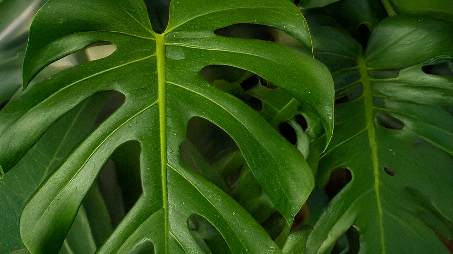 Monstera Varieties 101