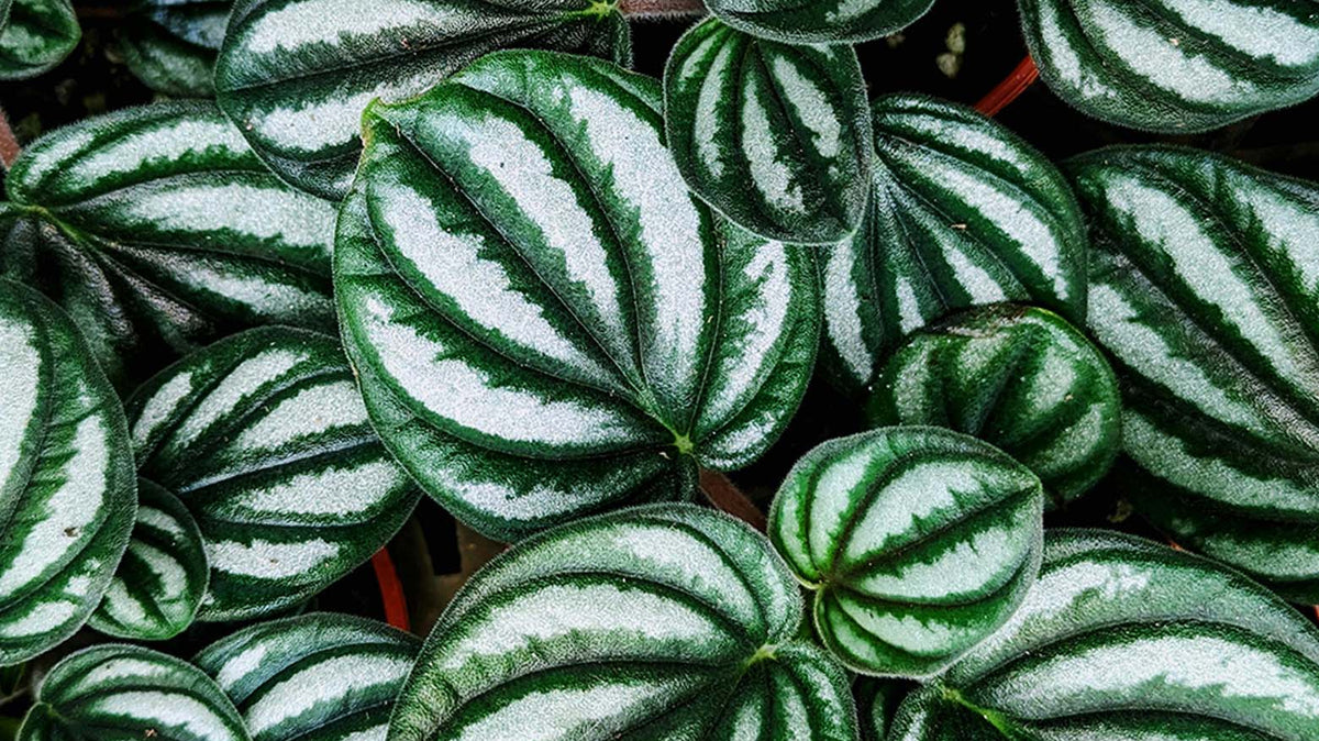 Peperomia Plant Care: Light, Water, Soil and Types - Chive Studio