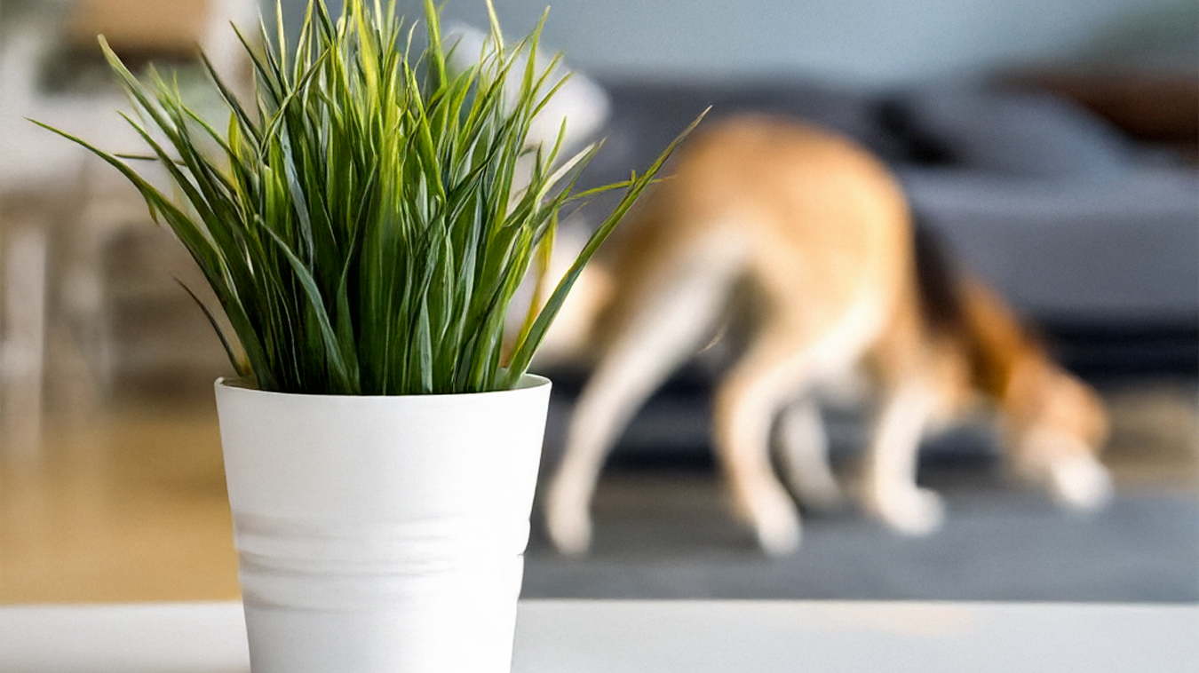 Pet-Friendly Plants Toronto: Safe Greenery for Your Furry Friends