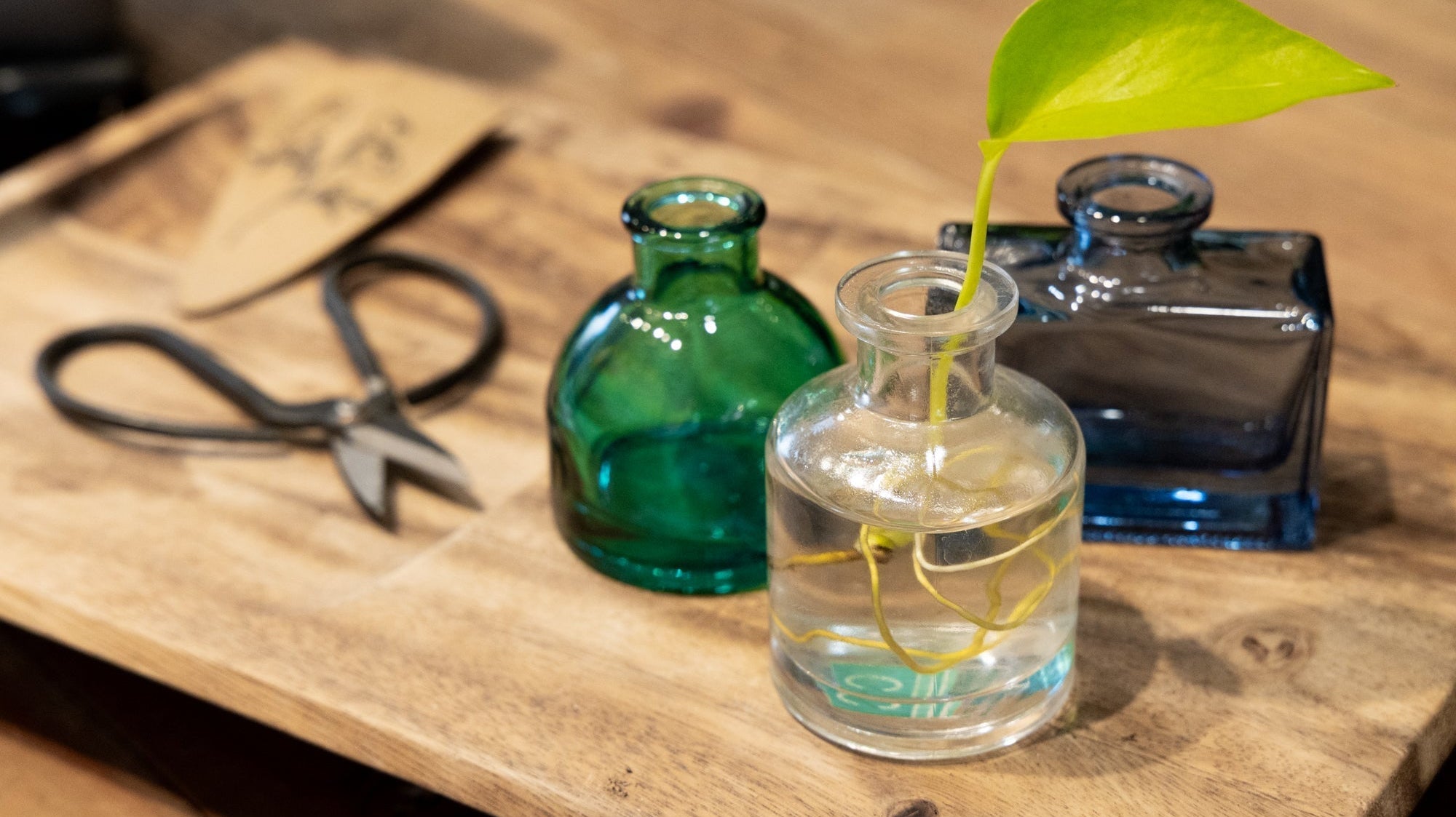 Plant Propagation Made Simple