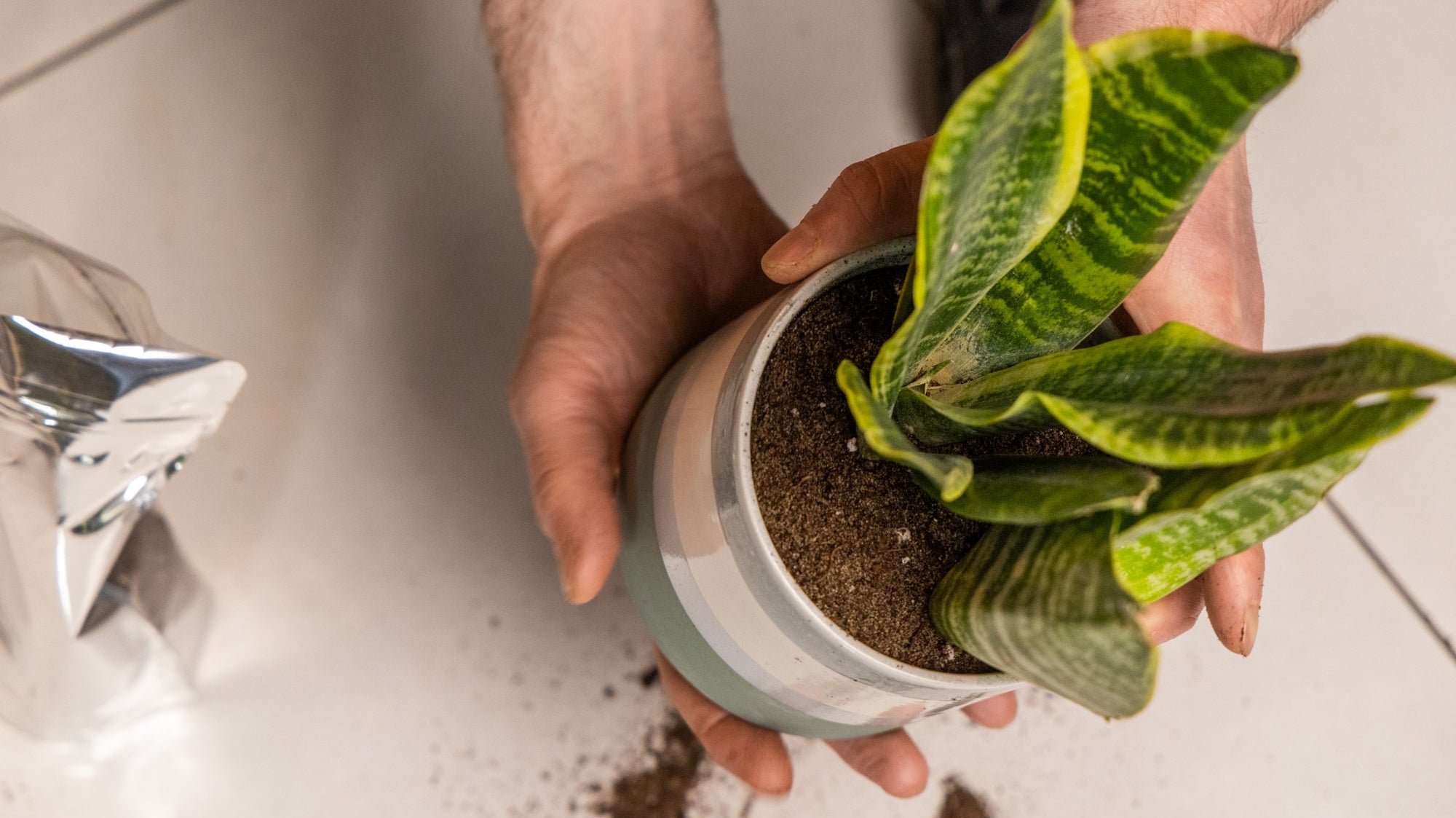 Snake plant being repotted into a Minute pot by Chive