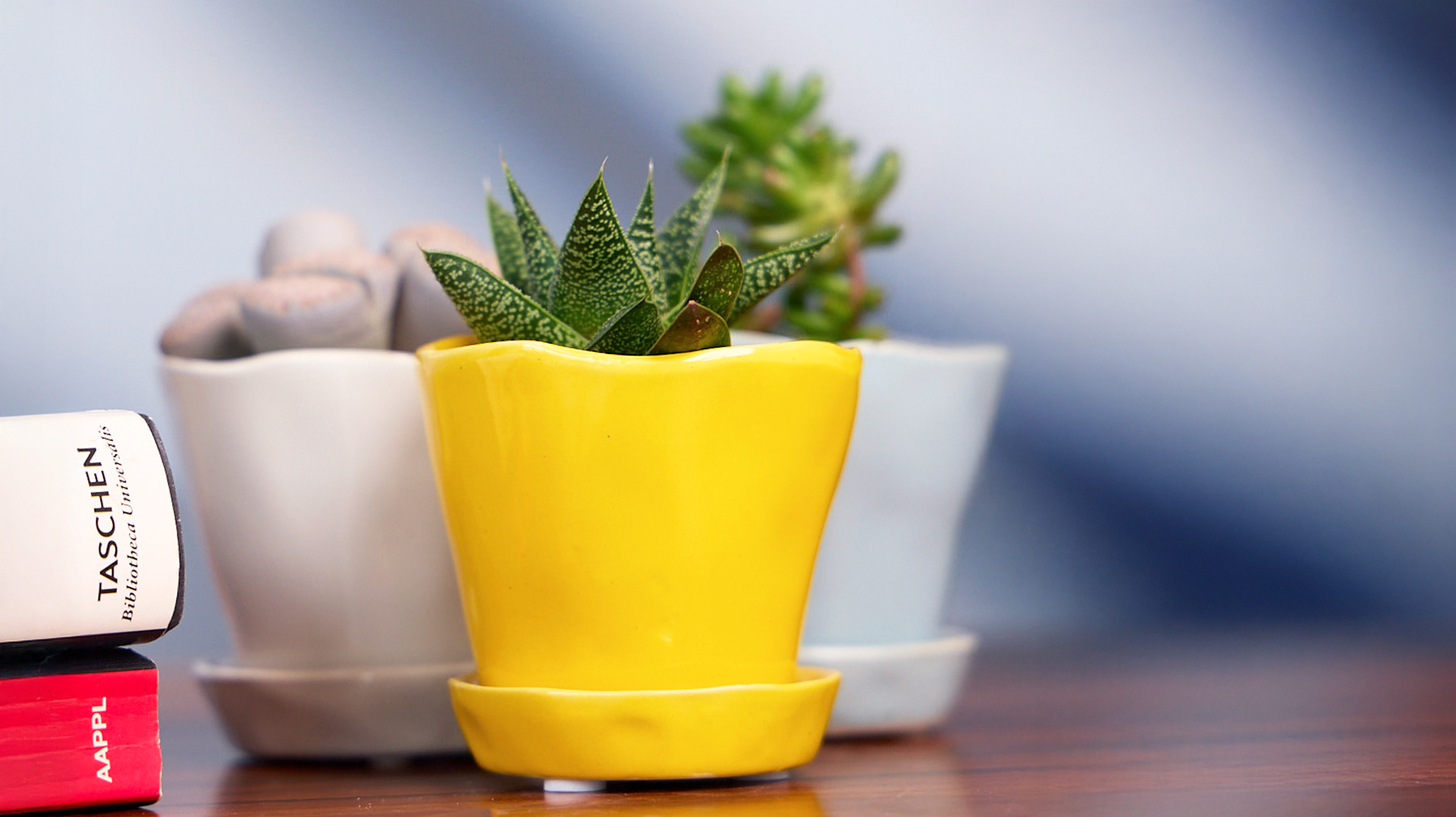 The Best Indoor Plant Pots