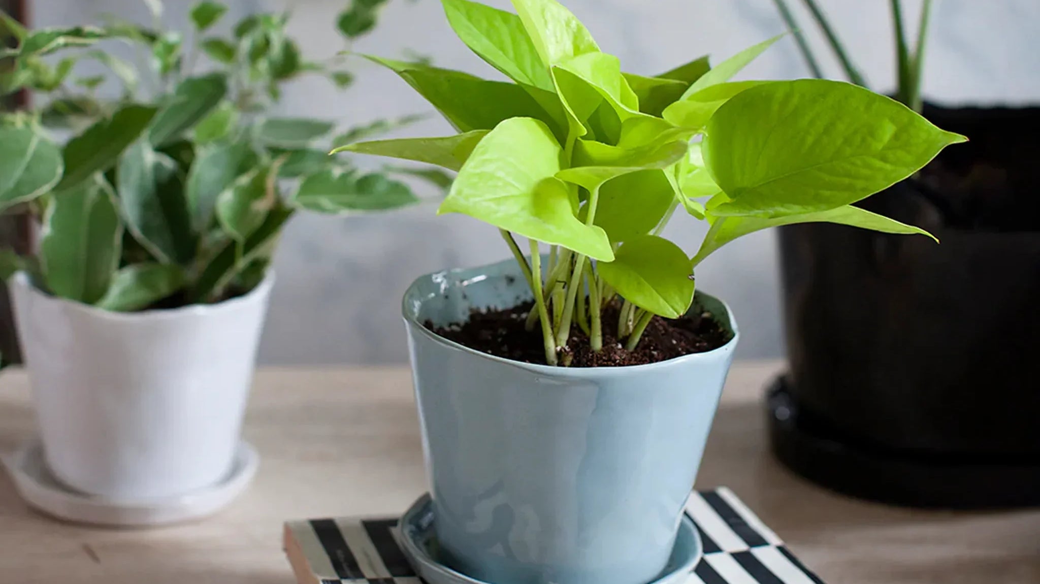Top Indoor Plant Pots That Transform Your Home Decor