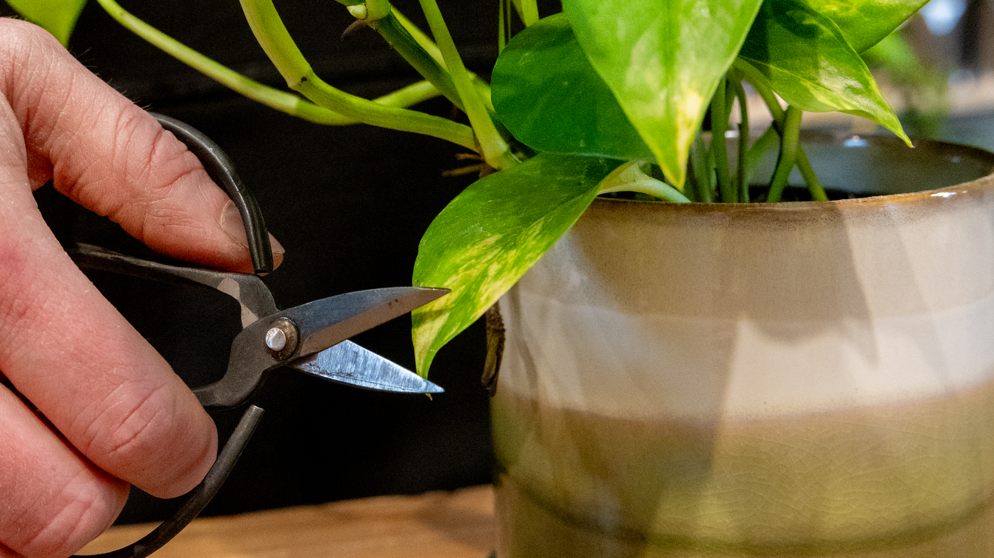 Edward Scissors trimming pothos leaf in a Minute plant pot by Chive